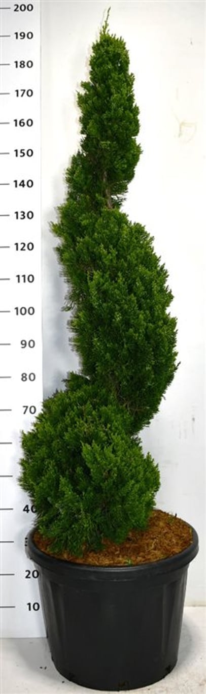 Juniperus chin. 'Kaizuka' - 140-150 CM Spiral Cont.